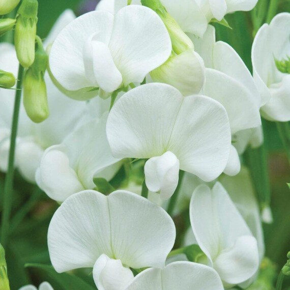 flua white sweet pea