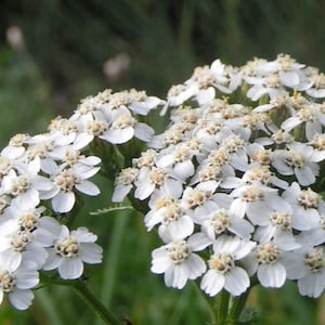 500Pcs Yarrow White Summer Flower Seeds-Yarrow White Wildflower-Western Yarrow-Highly Beneficial and MedicinalACHILLEA MILLEFOLIUM/FL421 image 4