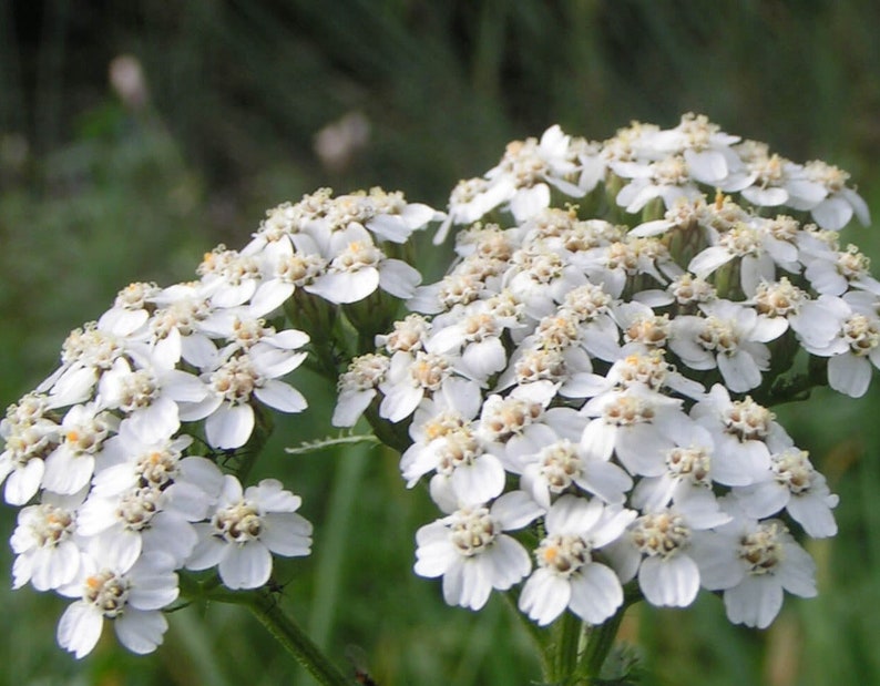 500Pcs Yarrow White Summer Flower Seeds-Yarrow White Wildflower-Western Yarrow-Highly Beneficial and MedicinalACHILLEA MILLEFOLIUM/FL421 image 4