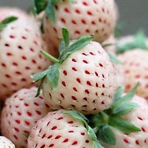 50 Pcs Fragaria Wild White Strawberry Seeds-F026 White Soul-Fragaria Vesca Delicious PerennialProduces delicious White Berries zdjęcie 2