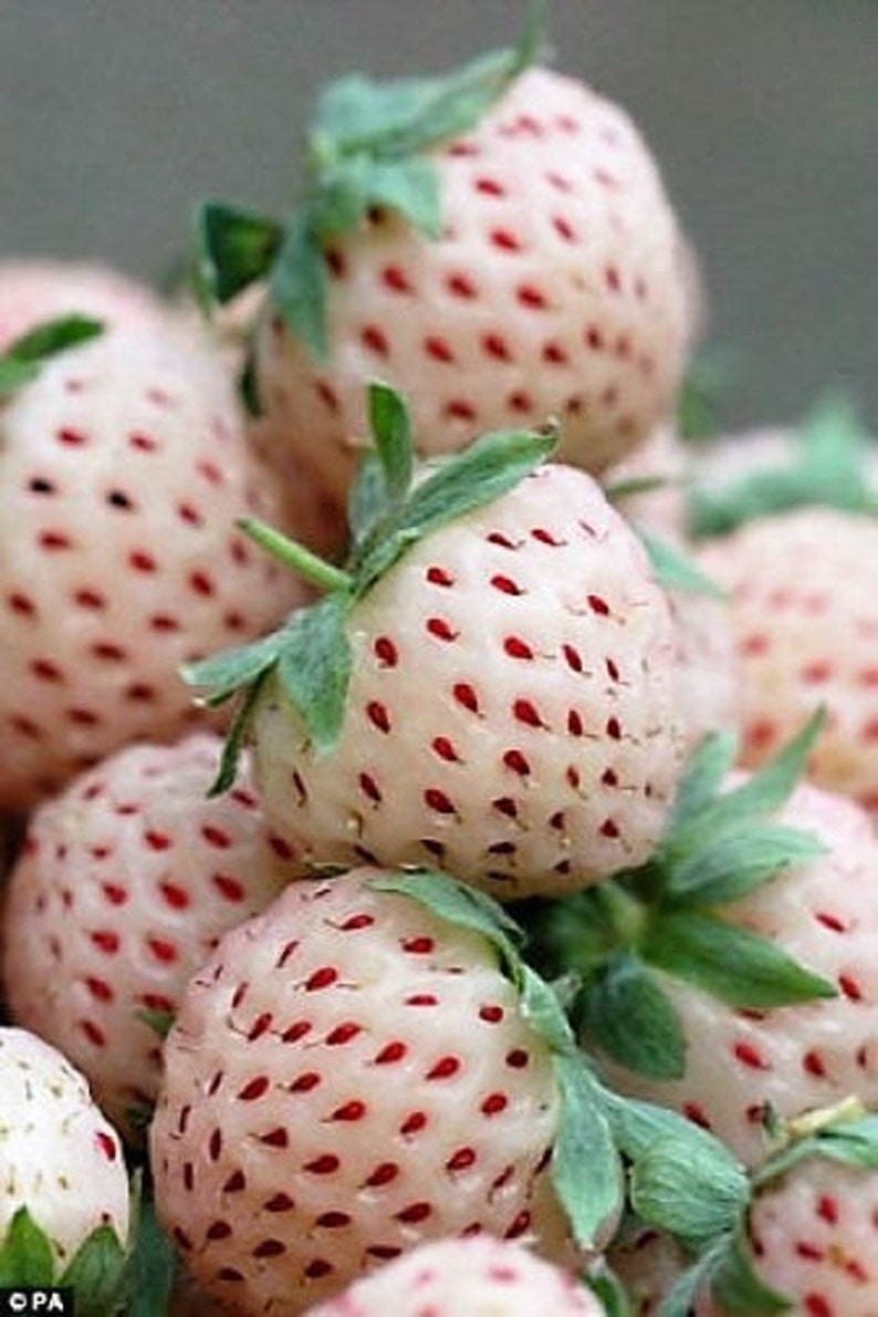 50 Pcs Fragaria Wild White Strawberry Seeds-F026 White Soul-Fragaria Vesca Delicious PerennialProduces delicious White Berries zdjęcie 2