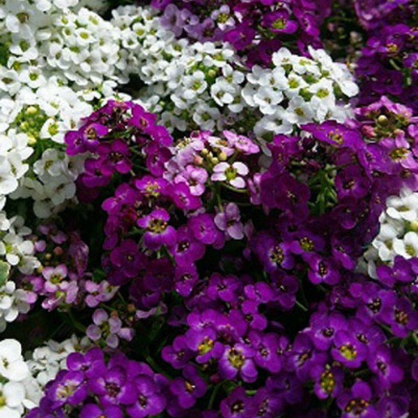 100 Pcs  Sweet Alyssum- Paletta Mix  Flower Seeds/ LOBULARIA MARITIMA- Beautiful Mix/  (FL163)