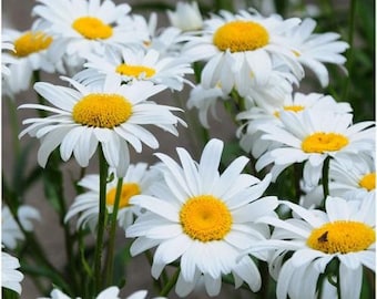 100 Pcs  Alaska Shasta Daisy Flower Seeds-  Chrysanthemum Maximum   (C.X Superbum  )Perennial Flower /(FL310)