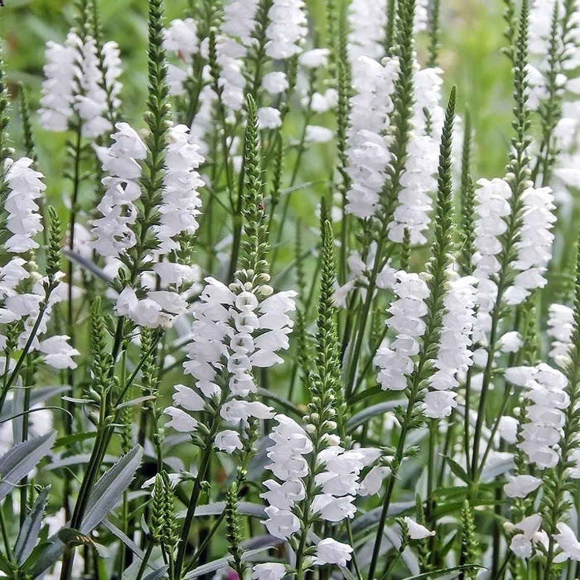 50 White Obedient Plant SeedsPhysostegia virginiana/False