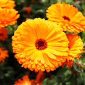 May include: Close-up of a cluster of bright orange calendula flowers with a dark red centre. The flowers have a layered, ruffled appearance.