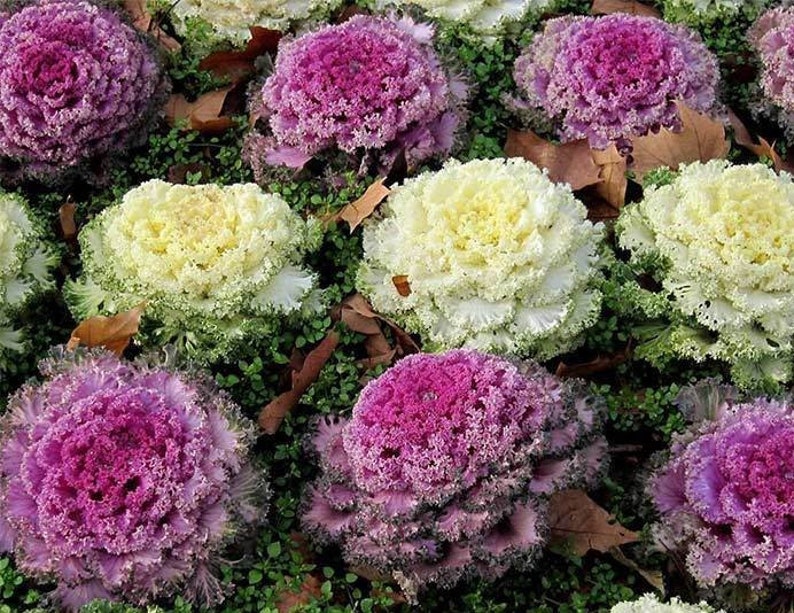 50 Pcs Flowering Cabbage Seeds Ornamental Cabbage BRASSICA Etsy