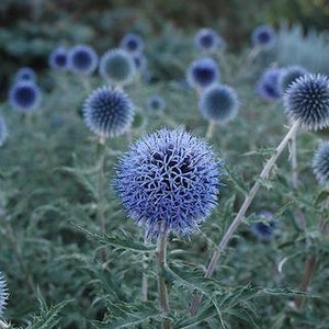 25 Blue Globe Thistle Flower Seeds Echinops Ritro/ Blue Glow/Drought Tolerant Perennial/Veitch's Blue Globe/Echinops bannaticus /FL476 image 6