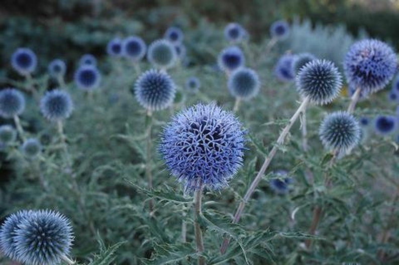 25 Blue Globe Thistle Flower Seeds Echinops Ritro/ Blue Glow/Drought Tolerant Perennial/Veitch's Blue Globe/Echinops bannaticus /FL476 image 6