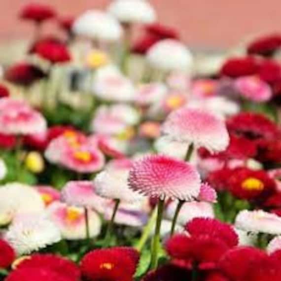 100 MIXED ENGLISH DAISY Bellis Perennis Flower Seeds 100 MIXED ENGLISH DAISY Bellis Perennis Flower Seeds