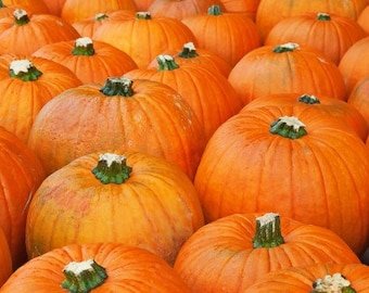 20 piezas de semillas de calabaza orgánicas Jack-o-Lantern-CUCURBITA PEPO-ideal para tallar y cocinar/comer-variedad de reliquia/ (V070)