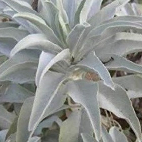 100 Pcs Rare and Medicinal White Sage Organic Herbs Perennial Seed- SALVIA APIANA/ (P003)