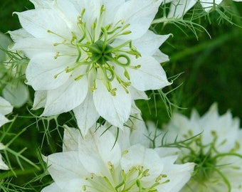 50 Pcs  Love in a Mist White Flower Seeds- Nigella African Bride/Nigella Damascena/White Nigella Flower/FL500