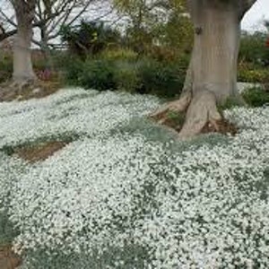 100Pcs Snow In Summer Flower Seeds- CERASTIUM TOMENTOSUM- Drought tolerant flowers with silvery foliage and a prolific spreading Habit/FL177