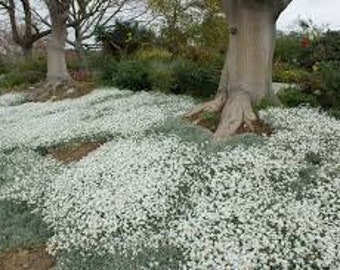 100Pcs Snow In Summer Flower Seeds- CERASTIUM TOMENTOSUM- Drought tolerant flowers with silvery foliage and a prolific spreading Habit/FL177