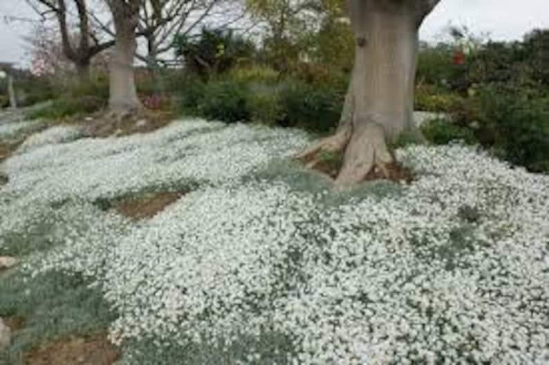 200 Pcs Snow In Summer Flower Seeds Cerastium Tomentosum-prolific spreading drought tolerant flowersFL377 image 3
