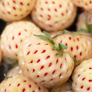 50 Pcs Fragaria Wild White Strawberry Seeds-F026 White Soul-Fragaria Vesca Delicious PerennialProduces delicious White Berries zdjęcie 3