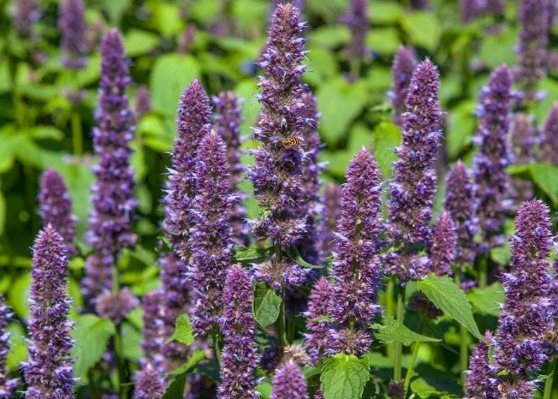 50 Pcs Licorice Mint Plant Seeds Anise Hyssop/ Agastache Etsy Canada
