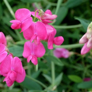 May include: A cluster of pink sweet pea flowers in bloom. The flowers are delicate and have a soft, velvety texture. The flowers are growing on a vine and are surrounded by green leaves.