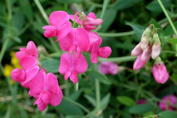 30 Pcs Royal Pink Sweet Pea Flower Seed-Lathyrus Odoratus-FL640-Royal Family -Excellent Vining plant-Great for Bouquet-Seductive Fragrance