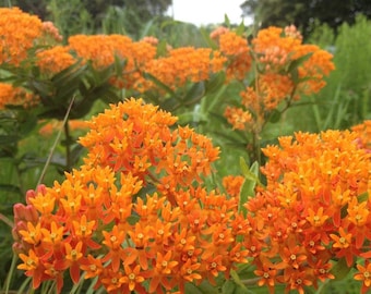 20 Pcs Asclepias Butterfly Milkweed Seeds-FL237- Asclepias Tuberosa- Drought Resistant Perennial-Butterfly attracting plant-Orange Milkweed