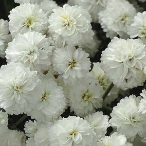 100 Pcs Pearl Yarrow Flower Seeds The Pearl Superior Flower-Perry's White-ACHILLEA PTARMICA / FL135 image 5