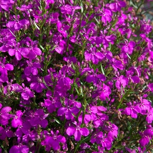 200 Pcs Lobelia Erinus Purple Seeds Purple Riviera-Simply Beautiful / FL338 image 2