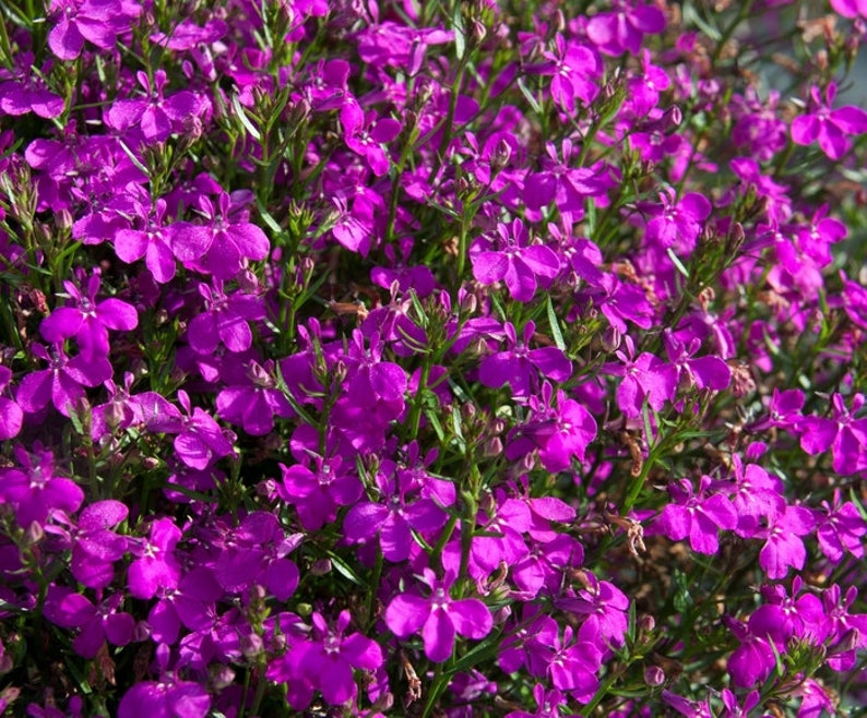 200 Pcs Lobelia Erinus Purple Seeds Purple Riviera-Simply Beautiful / FL338 image 2