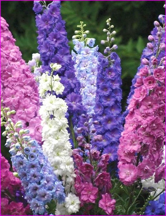 30pcs Blue Larkspur Seeds Consolida Ajacis Original Packaging Flower Seed