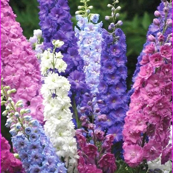 100 Pcs Larkspur Imperial Strain Mix Flower Seeds/ Delphinium Consolida Annual Flower seeds- Rocket Larkspur-Sweet and Colorful/  (FL145)