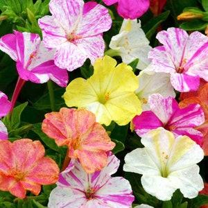 20 Pcs Beautiful Four O Clock Flower Seeds-MIRABILIS JALAPA / FL114 image 5