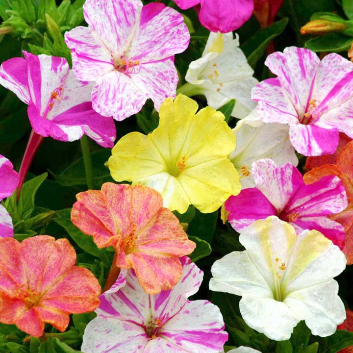 20 Pcs Beautiful Four O Clock Flower Seeds-MIRABILIS JALAPA