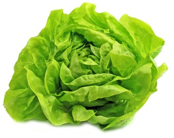 300 Pcs Organic   Buttercrunch Lettuce Seeds- Organic (Non Gmo ) Organically grown Butterhead Lettuce-LACTUCA SATIVA / ( V067)