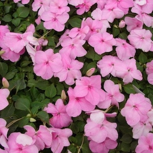 50 Stück Impatiens Baby Pink Blumensamen / Impatiens Walleriana / Pink Impatiens / Jewelweed / Touch-me-not Blume / helle und fröhliche Jährliche / FL481