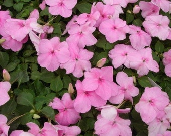 50 Pcs Impatiens Baby Pink Flower Seeds/Impatiens Walleriana/ Pink Impatiens/Jewelweed/Touch-me-not Flower/Bright and Cheerful Annual /FL481