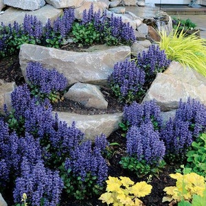 200 Pcs Ajuga Reptans Groundcover Seeds-Shade Loving Evergreen Creeping Buglewood Medicinal Plant Good for Erosion Control FL379 image 5