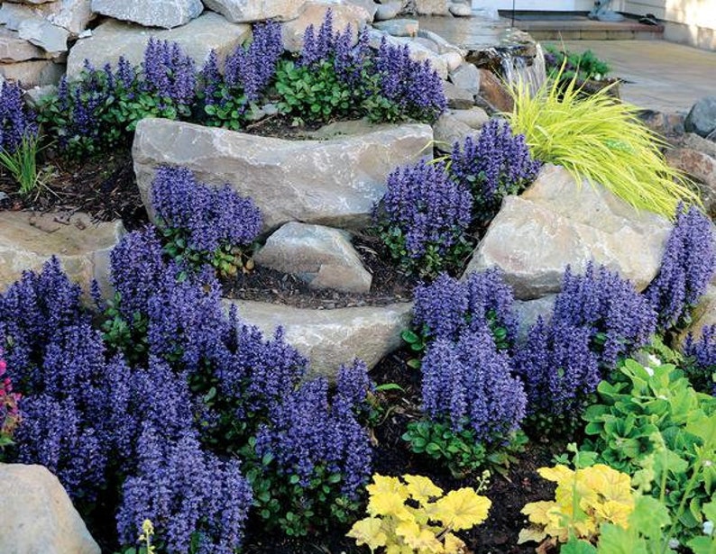 200 Pcs Ajuga Reptans Groundcover Seeds-Shade Loving Evergreen Creeping Buglewood Medicinal Plant Good for Erosion Control FL379 image 5