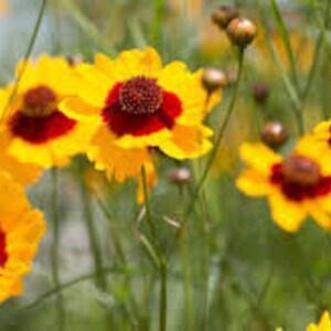 50Pcs Coreopsis Glandiflora Sunfire Perennial Flower Seeds FL342 image 6