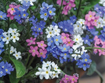 50 Pcs  Alpine Forget me not Mix Flower Seeds - Heavenly Hybrid-MYOSOTIS ALPESTRIS/Pure Beauty/  (FL424)