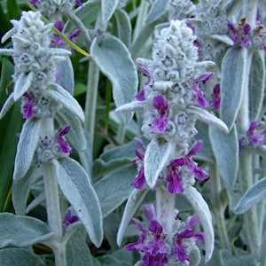 May include: A close-up of a cluster of lamb's ears plants with fuzzy, silver-green leaves and purple flowers.