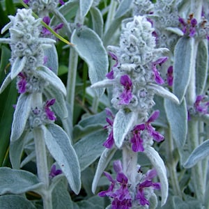 50 Pcs Lamb's Ear Flower Seeds Stachys Byzantina Lanata-Stachys olympica-Natural Perennial-FL397 image 1