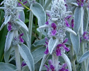 50 Pcs Lamb's Ear Flower Seeds- Stachys Byzantina Lanata-Stachys olympica-Natural Perennial-FL397