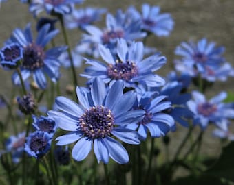 50 Pcs Felicia Blue Daisy Flower Seeds/FELICIA HETEROPHYLLA/Blue Felicia Flower/Forever Blue Seeds/FL483