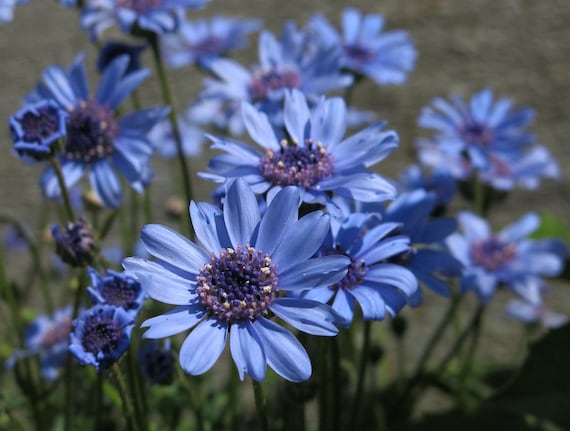 50 Pcs Felicia Blue Daisy Flower Seeds/felicia Heterophylla/blue Felicia  Flower/forever Blue Seeds/fl483 - Etsy