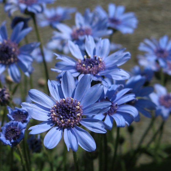 50 Pcs Felicia Blue Daisy Flower Seeds/FELICIA HETEROPHYLLA/Blue Felicia Flower/Forever Blue Seeds/FL483