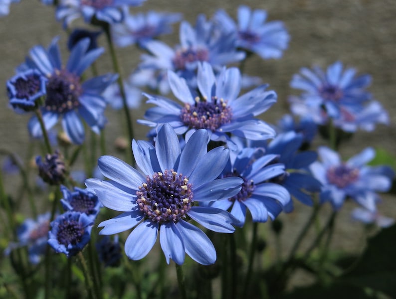 EpicGlobalSeeds Felicia Daisy Flower Seeds - Thumbnail 2