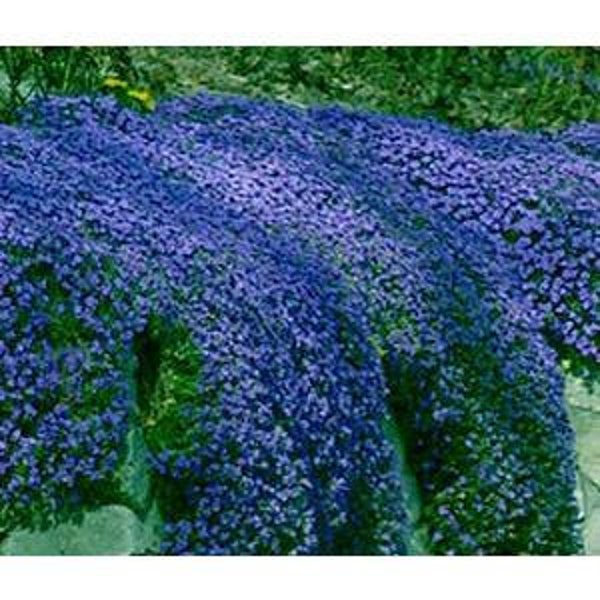 100 Pcs  Blue Rockcress Cascading Seeds- Aubrita Blue-Mat forming Perennial Ground Cover-AUBRIETA HYBRIDA SUPERBISSIMA / (FL191)