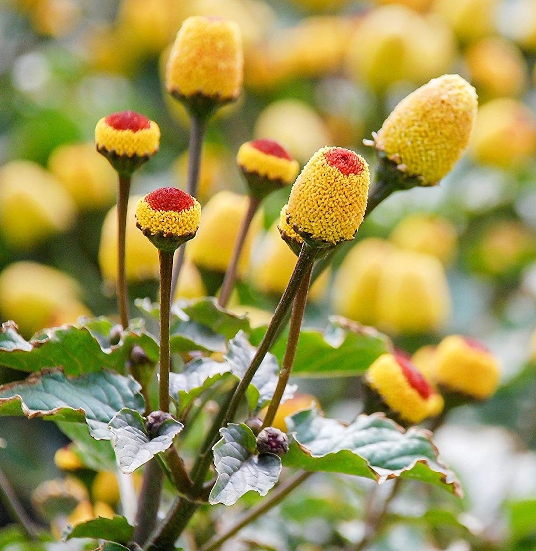 50 Toothache Plant Seeds/acmella Oleracea/paracress/spilanthes