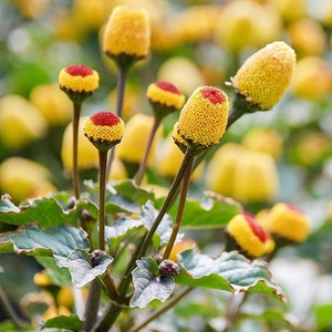 Electric Daisy Paracress 20 seeds Acmella oleracea Toothache Plant Electric Daisy Paracress 20 seeds Acmella oleracea Toothache Plant