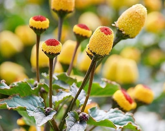 100 Toothache Plant Seeds/Acmella Oleracea/Paracress/Spilanthes Oleracea/Electric daisy/Highly Medicinal and Beneficial Perennial/P055