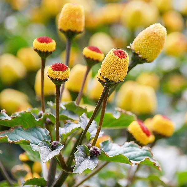 50 Toothache Plant Seeds/Acmella Oleracea/Paracress/Spilanthes Oleracea/Electric daisy/Highly Medicinal and Beneficial Perennial/P055